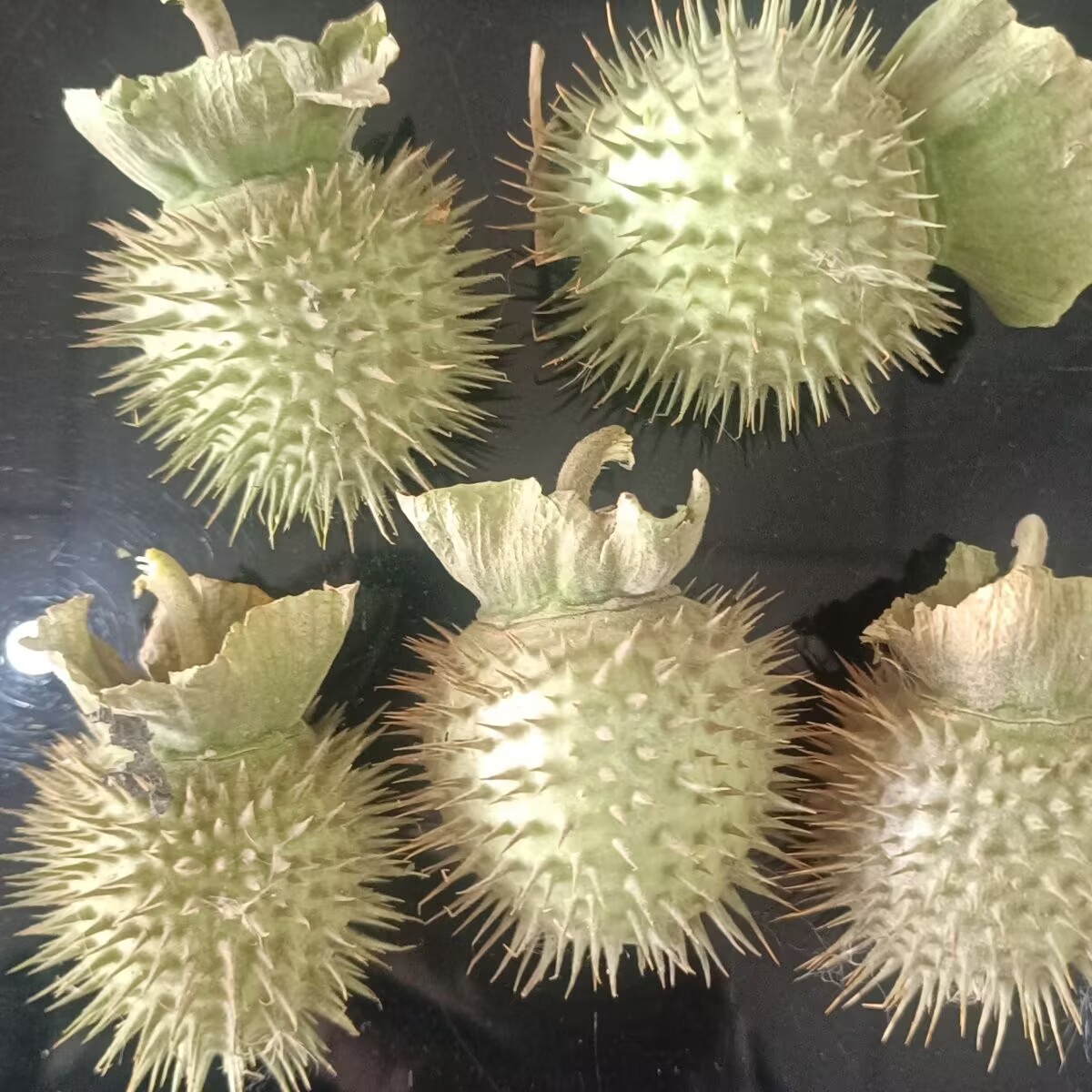 Candle Making And Perfume - 고품질 천연 건조 Datura Pods –
