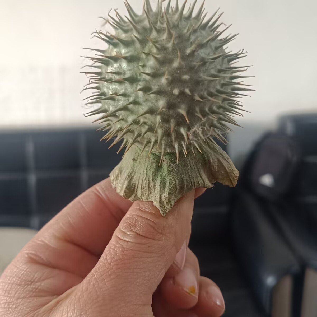 고품질 천연 건조 Datura Pods – 양초/비누/ - Candle Making And Perfume 리뷰 및 가격